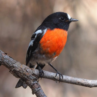 Scarlet Robin